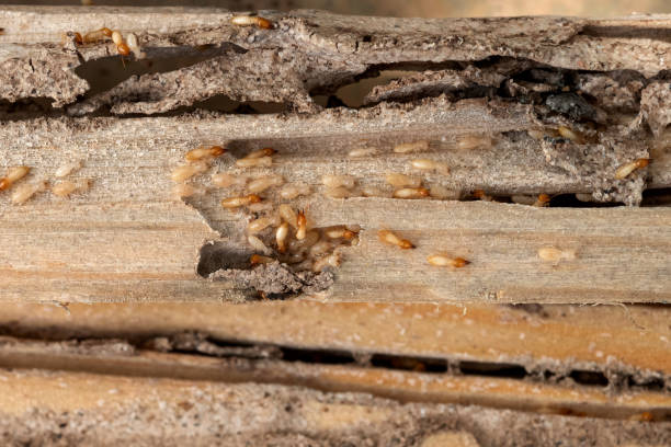 Best Mosquito Control Services  in Milan, MO